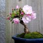 Heirloom Bonsai Pink Peach Flower - 2 Seeds