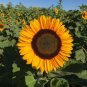 Heirloom Bonsai Short-stem Balcony Yellow Sunflowers - 15 Seeds