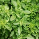 Heirloom 'Bush Fine Leaved' Basil - 20 Seeds