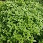 Heirloom 'Bush Fine Leaved' Basil - 20 Seeds