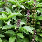 Heirloom Cinnamon Basil - 20 Seeds