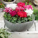 Heirloom Cyclamen Grandiflorum 'Lazer Mixed' - 5 Seeds