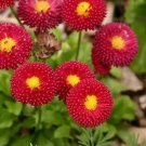 Heirloom Dark Red Daisy Bellis Perennis Flower - 30 Seeds