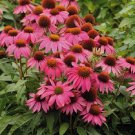 Heirloom Echinacea 'Powwow' Wild Berry Coneflower Perennial Flowers - 100 Seeds