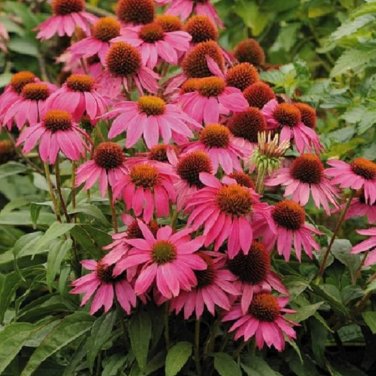 Heirloom Echinacea 'Powwow' Wild Berry Coneflower Perennial Flowers - 100 Seeds