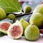 Heirloom Ficus Carica 'Panache' Tiger Stripe Fig Tree - 6 Seeds
