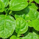 Heirloom Green Malabar Spinach Vegetable - 50 Seeds