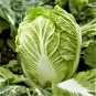 Heirloom Green Yellow Chinese Cabbage Organic - 10 Seeds