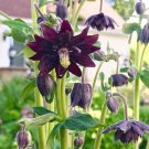 Heirloom 'lantern' Brown Orange Aquilegia Columbine - 50 Seeds