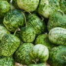 Heirloom Large Apple Gourd Lagenaria Siceraria - 10 Seeds
