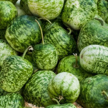 Heirloom Large Apple Gourd Lagenaria Siceraria - 10 Seeds