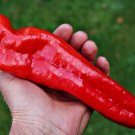 Heirloom Long Giant Ox Horn Sweet Pepper - 100 Seeds