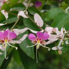 Heirloom Lysidice Rhodostegia Hance Tree - 5 Seeds