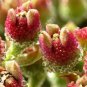 Heirloom Interesting Mesembryanthemum Crystallinum Succulent Plant - 100 Seeds