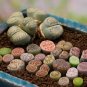 Heirloom Mix Lithops Pseudotruncatella Succulent Plant - 100 Seeds