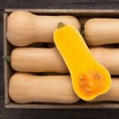 Heirloom Nutter Butter Squash Vegetable Organic - 10 Seeds