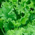Heirloom Organic Green Leaf Mustard Brassica juncea Vegetables - 30 Seeds