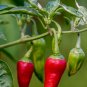 Heirloom Organic Green Red White Hot Chilli Pepper Vegetables - 20 Seeds