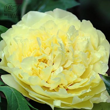 Heirloom Peony Yellow Seriesb - 5 Seeds