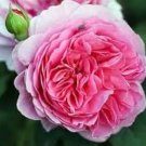 Heirloom Pink Damask Rose Bush Flower -  50 Seeds