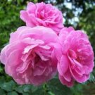 Heirloom Pink Rose Bush Flower - 50 Seeds