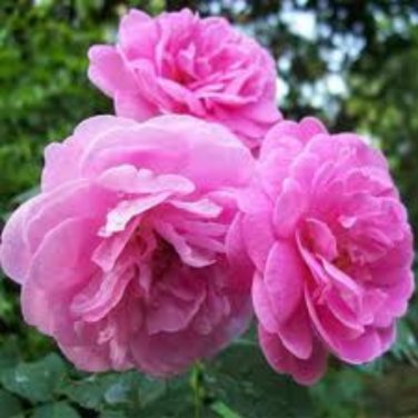 Heirloom Pink Rose Bush Flower - 50 Seeds