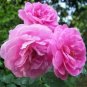 Heirloom Pink Rose Bush Flower - 50 Seeds