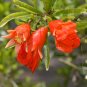 Heirloom Light Red Punica Pomegranate Flower - 20 Seeds