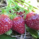Heirloom 'Purple Wonder' Big Strawberry  - 100 Seedss