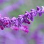 Heirloom Salvia Officinalis Pink Woodland Sage Perennial Flower - 30 Seeds