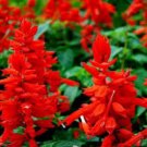Heirloom Scarlet Sage Short Red Salvia Flower - 30 Seeds