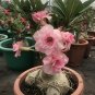 Heirloom 'Shui Wang' Adenium Desert rose - 2 Seeds