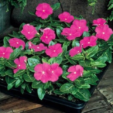 Heirloom Sunstorm Deep Purple Vinca - 10 Seeds