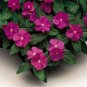 Heirloom Sunstorm Deep Purple Vinca - 10 Seeds