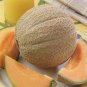 Heirloom Super Big Elizabeth Orange Yellow Sweet Melon Hybrid - 10 Seeds