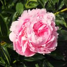 Heirloom 'Tou guan' Pink Peony Shrub - 5 Seeds