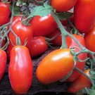Heirloom Ukraine Kibits Tomato - 50 Seeds