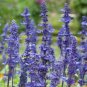 Heirloom Victoria Salvia farinacea Sage Perennial Flower - 30 Seeds
