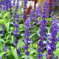 Heirloom Victoria Salvia farinacea Sage Perennial Flower - 30 Seeds
