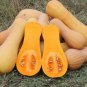 Heirloom Waltham Butternut White Winter Squash-  10 Seeds