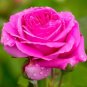 Heirloom Water Pink European Rose Flowers - 20 Seeds