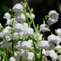 Heirloom White Lily of the Valley Convallaria majalis Perennial Flower - 50 Seed