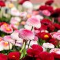 Heirloom White Red Bellis Perennis Daisy Perennial Flower - 30 Seeds