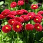 Heirloom White Red Bellis Perennis Daisy Perennial Flower - 30 Seeds