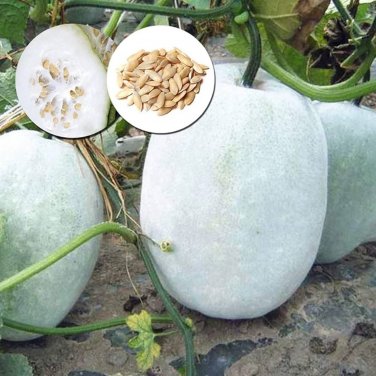 Heirloom White Wax Gourd Vegetables - 12 Seeds