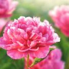 Heirloom 'Xuan li' Dark Red White Yellow Rose Red Mixed Peony Tree - 5 Seeds