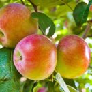 Heirloom Yellow Apple Fruit with Red Stripe Shrub Tree - 10 Seeds