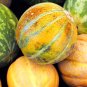 Heirloom Yellow Green Sticky Sweet Melon - 200 Seeds