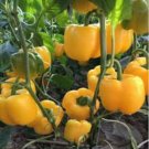 Heirloom Yellow Long Sweet Pepper Hybrid 'Huang La Meizi' - 20 Seeds