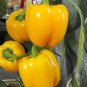 Heirloom Yellow Long Sweet Pepper Hybrid 'Huang La Meizi' - 20 Seeds